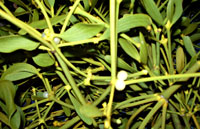 Mistel